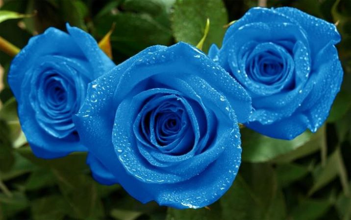 Azul O Rosa Rosa azul e seus significados - Mais Estilo de Vida